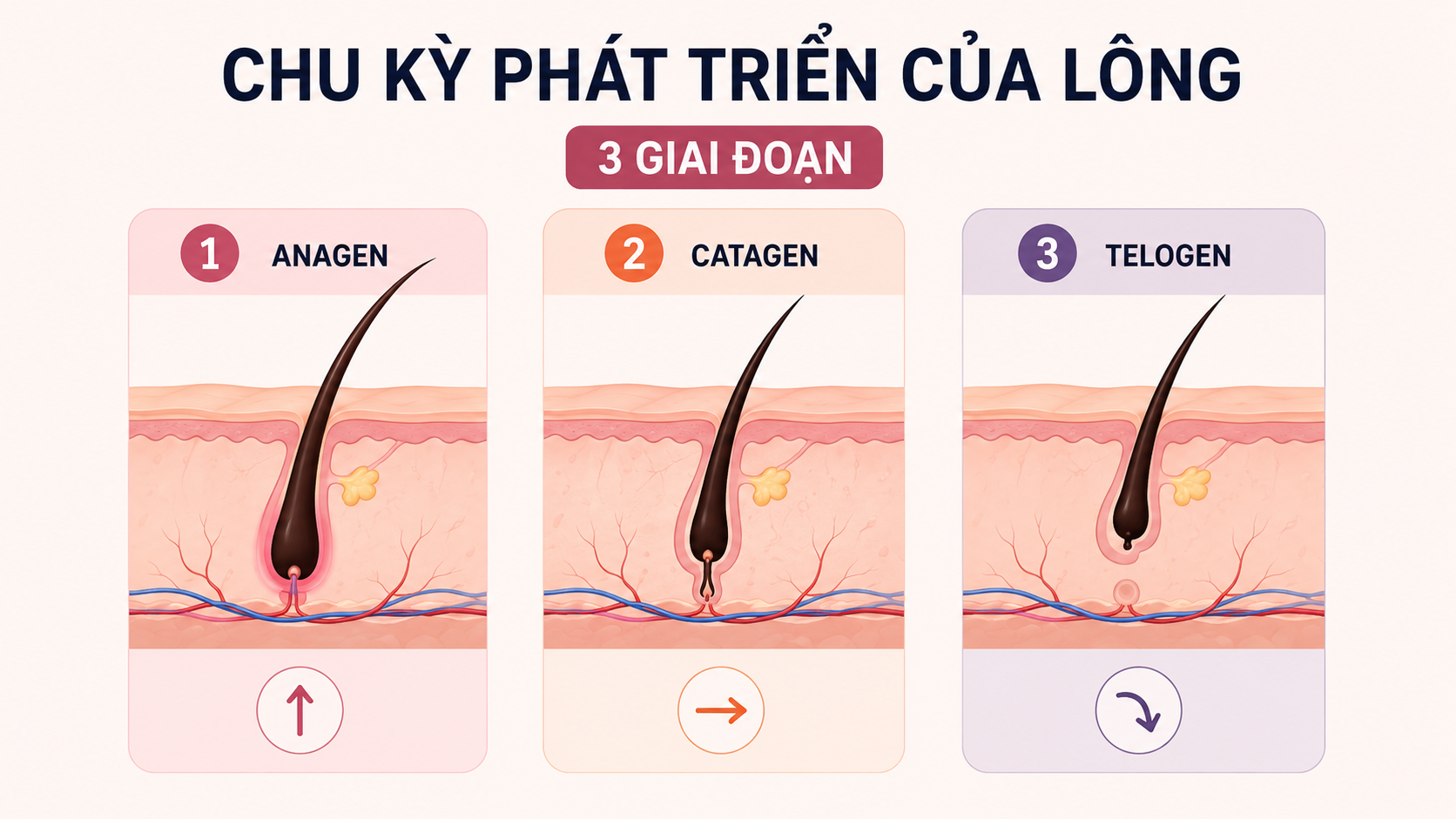 chu kì phát triển của lông